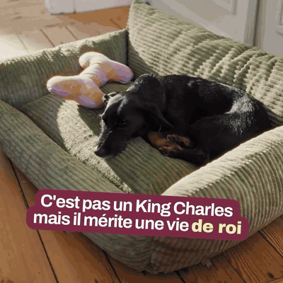 canap-lit-orthop-dique-pour-chien-en-mousse-m-moir-418-gifsec