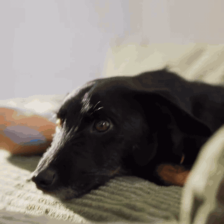 gif — Canapé Lit Orthopédique pour Chien en Mousse à Mémoire de Forme